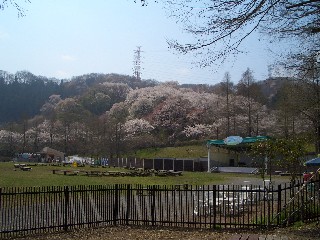 2006王国の桜