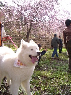 枝垂桜とマーヤちゃん