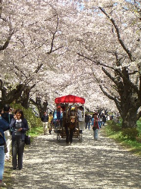 桜と馬車