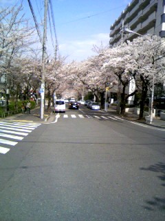桜咲いた～