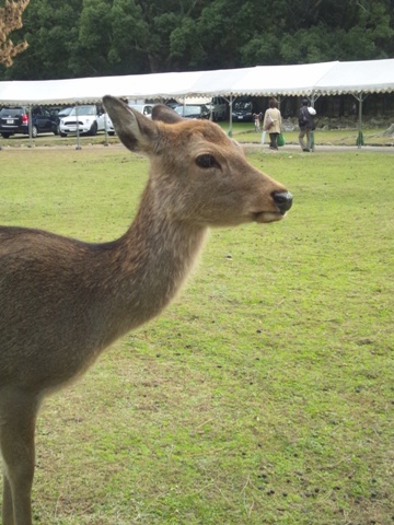 奈良と言えば鹿