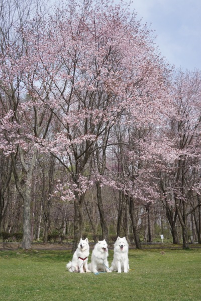 安平町の桜