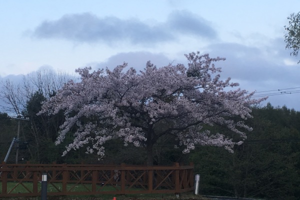 ユンニの湯の桜