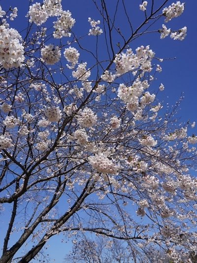 桜だ～！